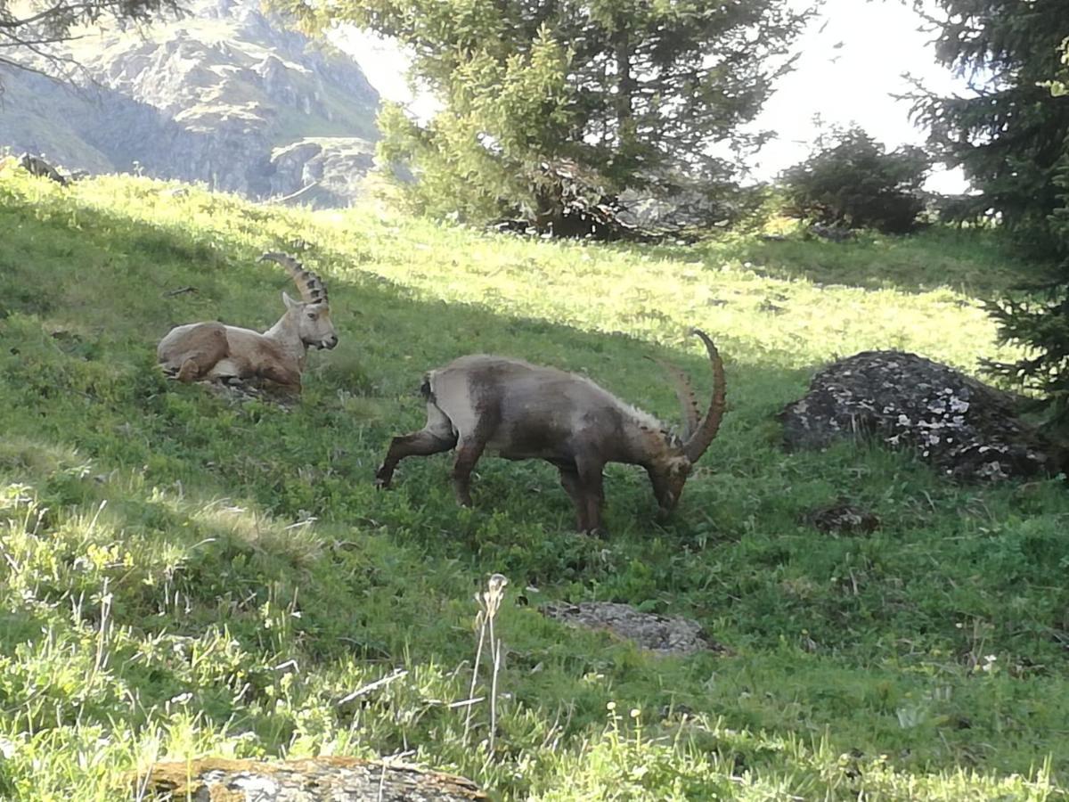 Le Cocon Du Catogne Proche Martigny Verbier - Netflix - Valettes Εξωτερικό φωτογραφία